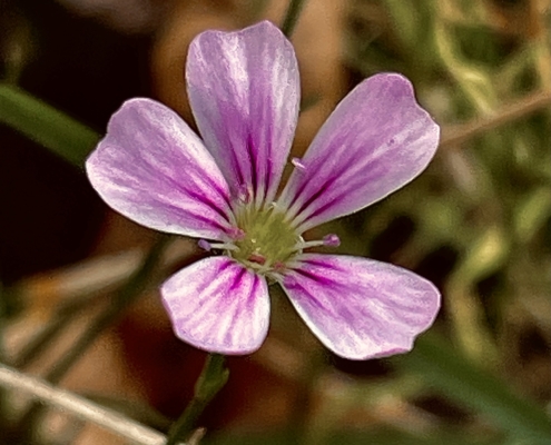Einzelstunde